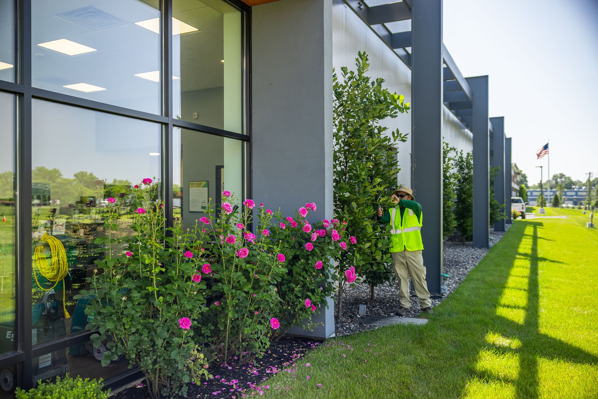 commercial crew hand pruning tree along building roses