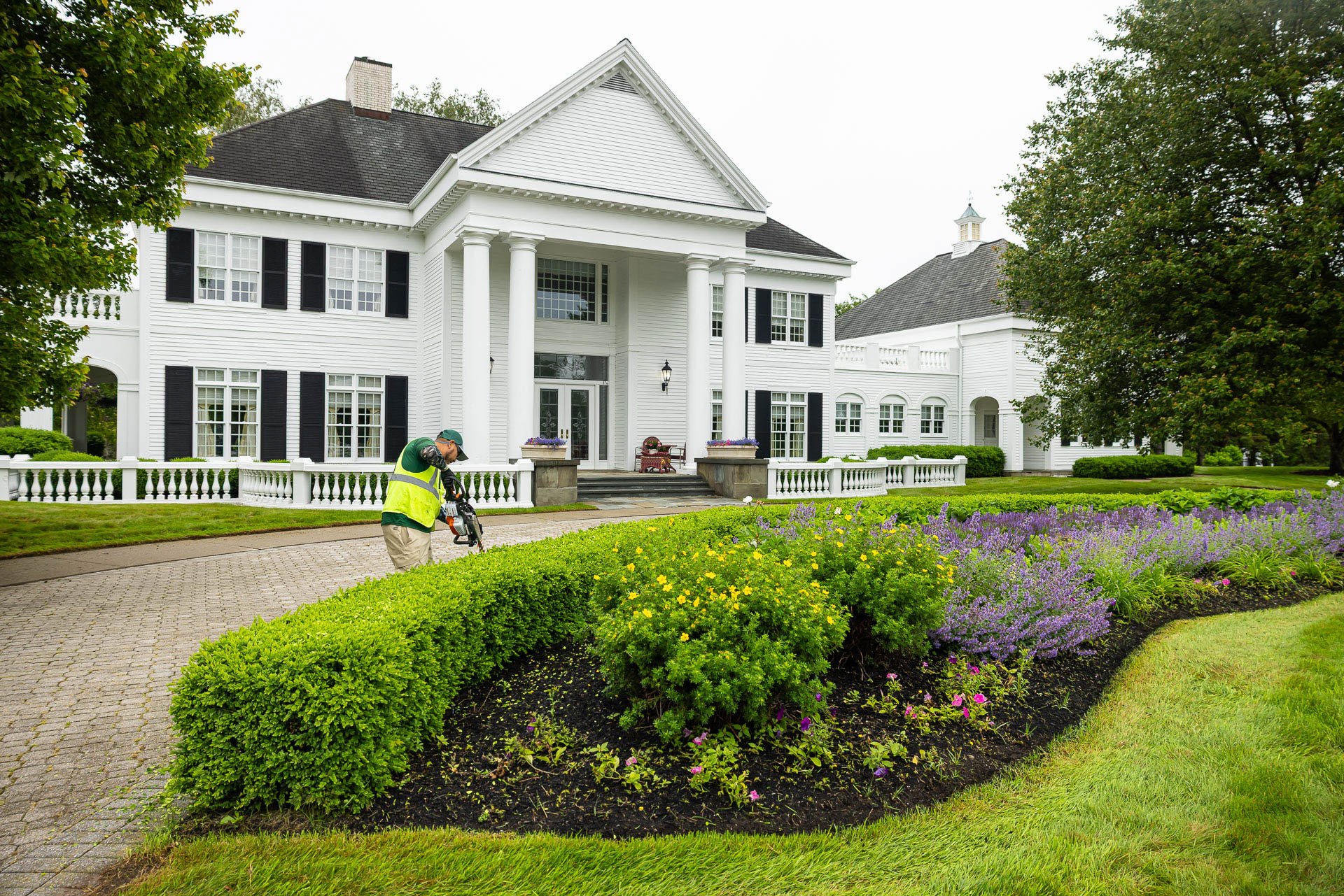 boxwoods need occasional hedge trimming