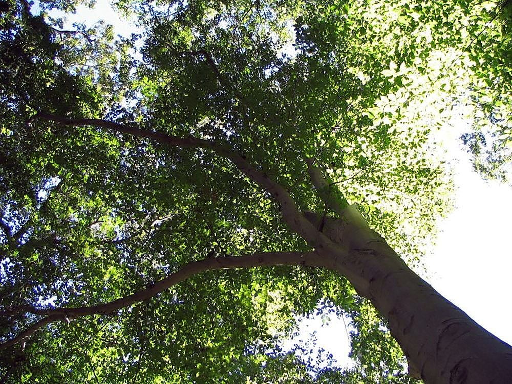 American Beech