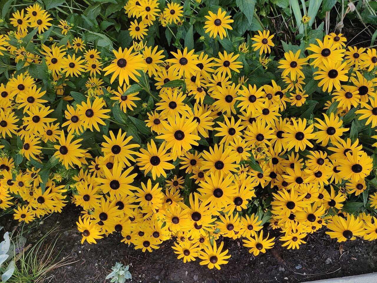 black eyed susan flowers