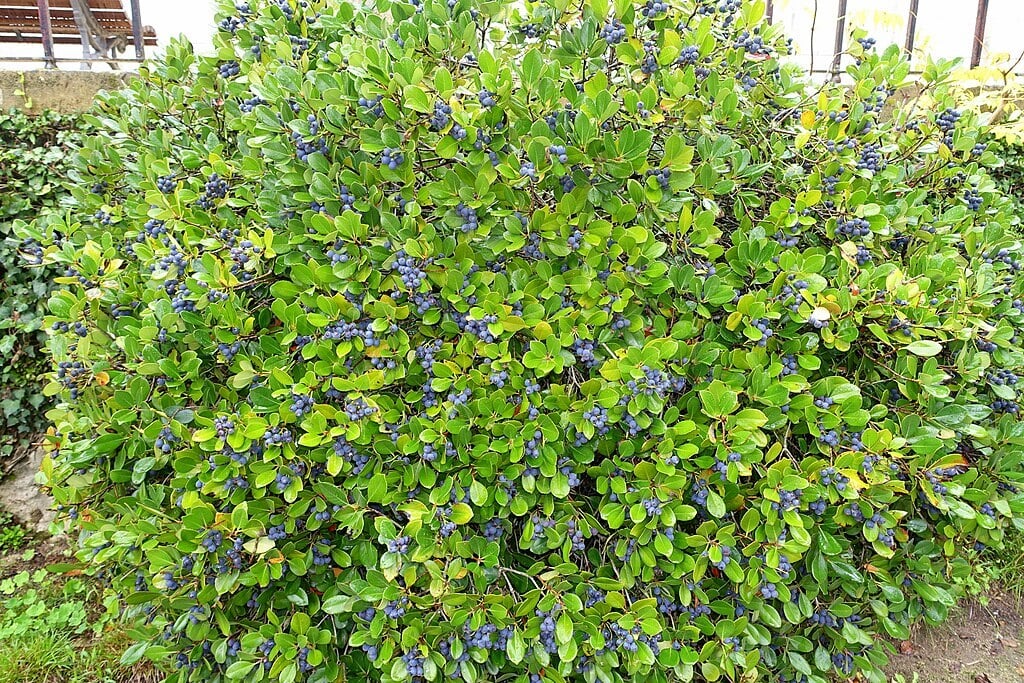 Blueberry