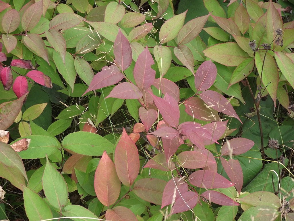 Bush Honeysuckle