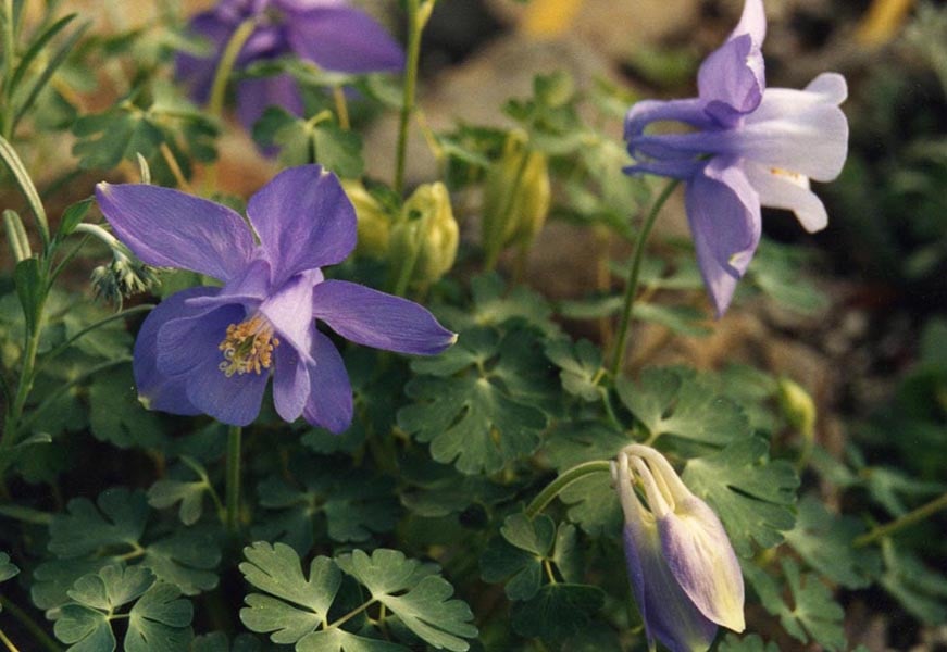 Columbine