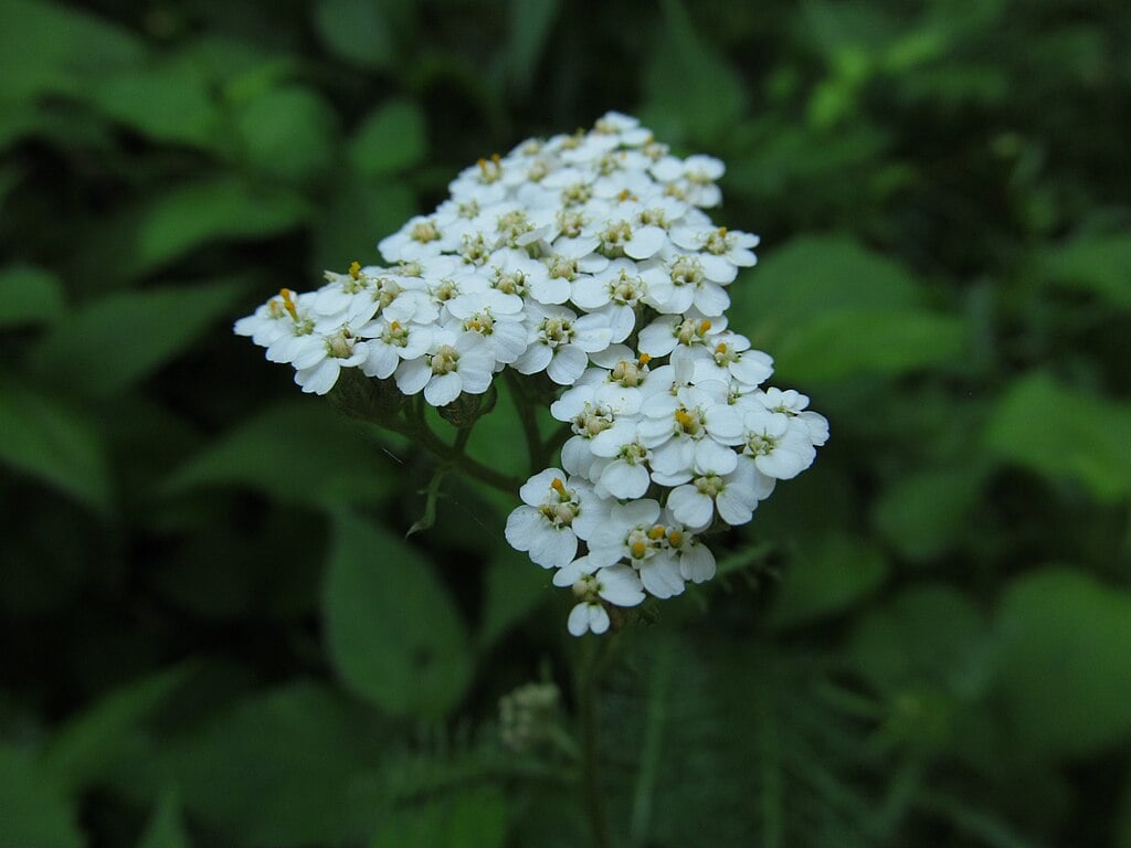 Common Yarrow