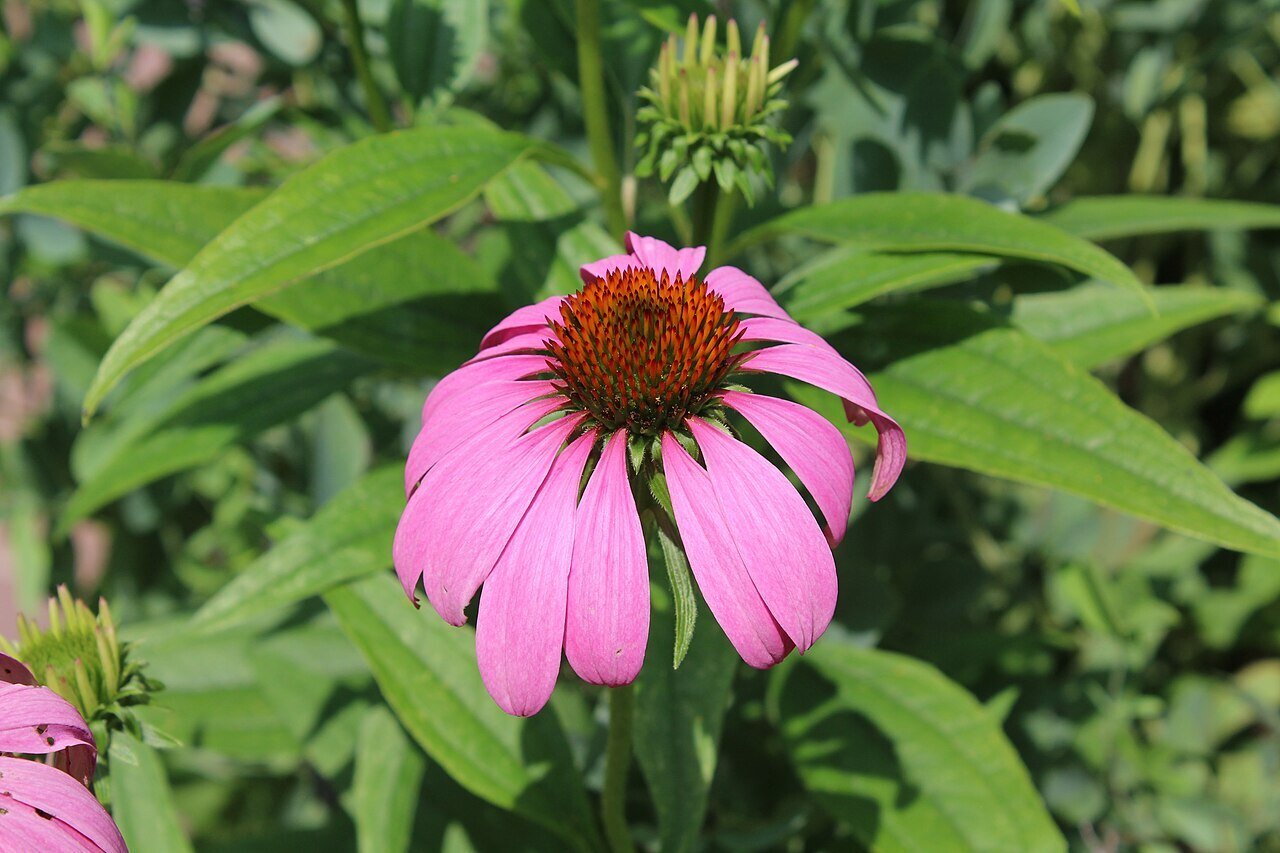 coneflower blooms