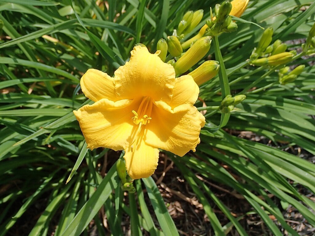 yellow daylily
