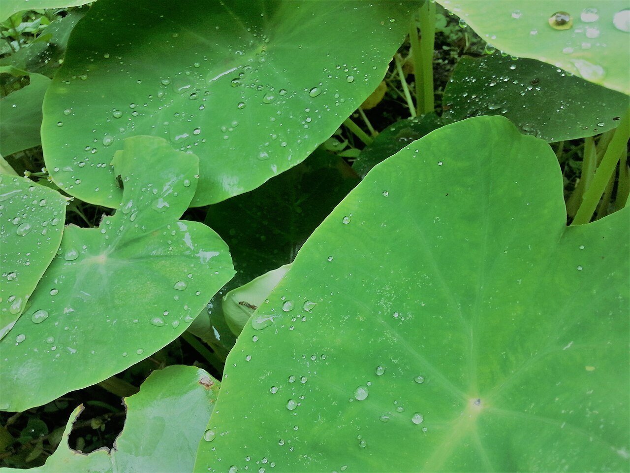 Elephant Ear Plant