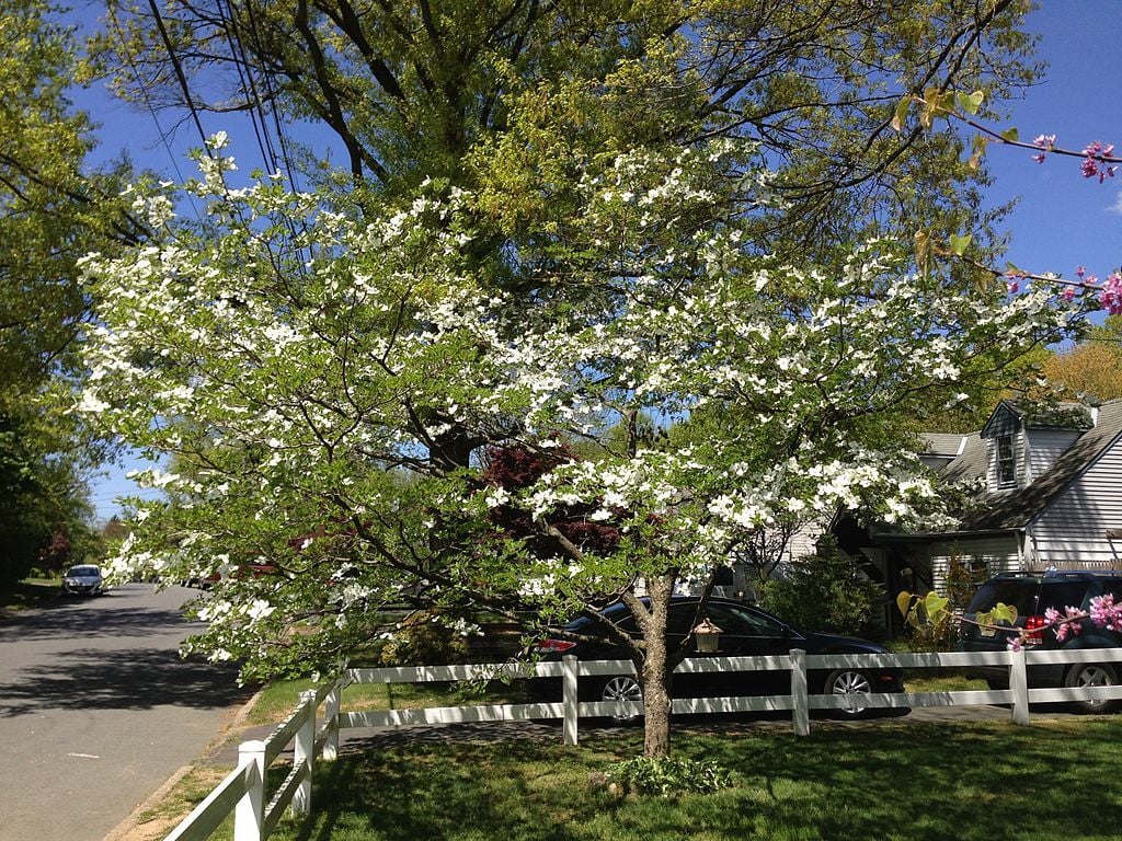 Flowering Dogwood