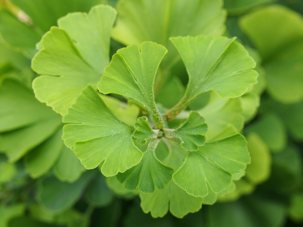 Ginkgo Biloba tree