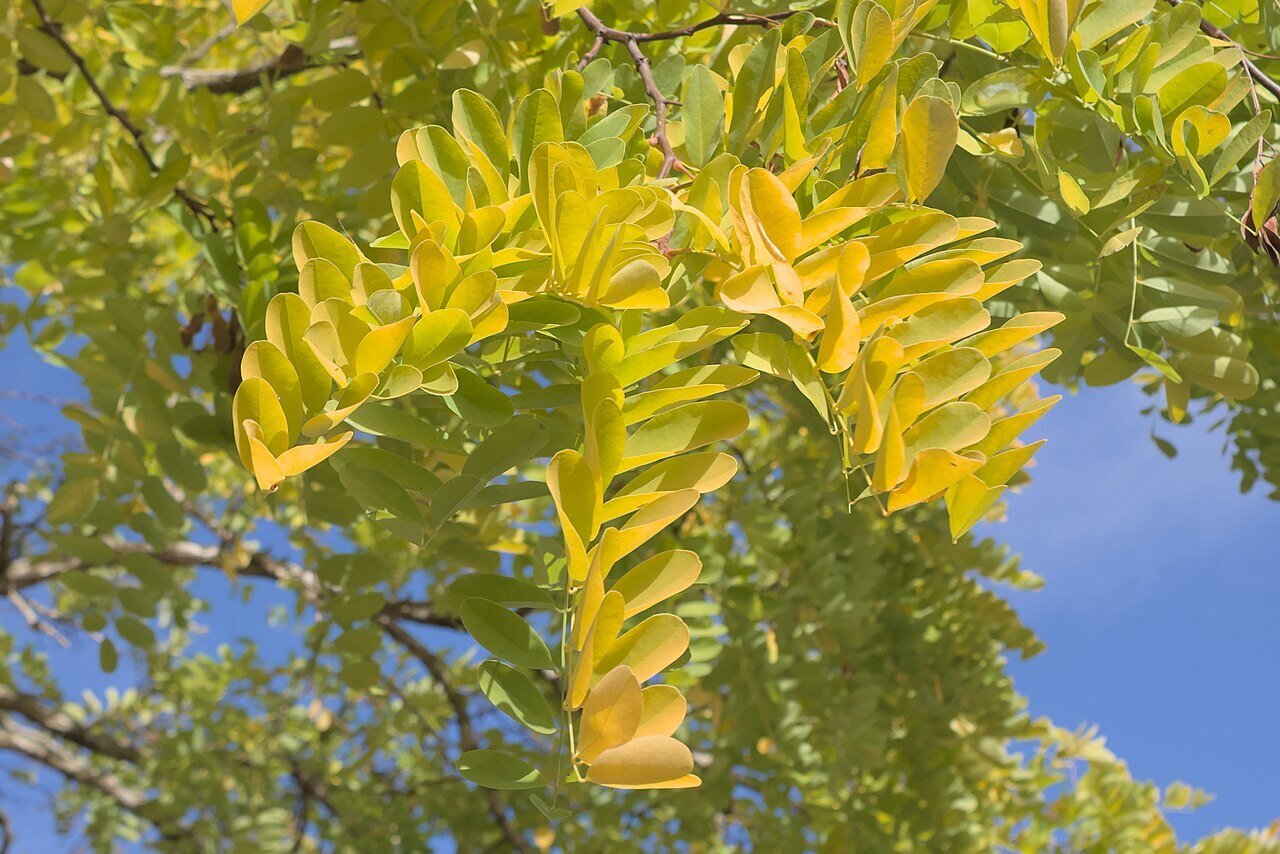 honey Locust tree