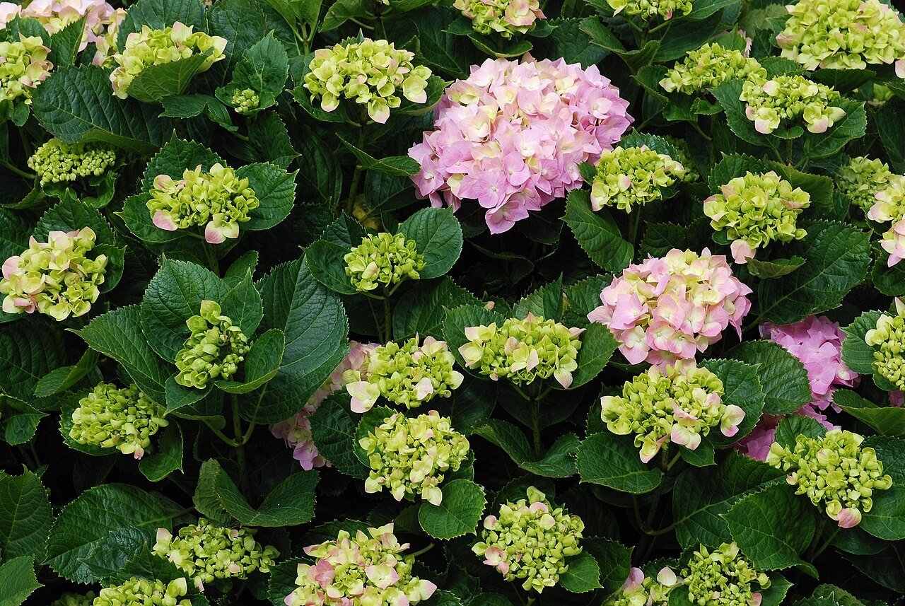 hydrangea bush