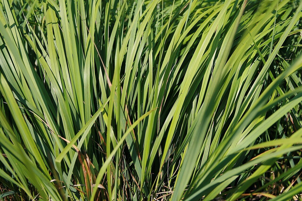 Karl Foerster Feather Reed Grass