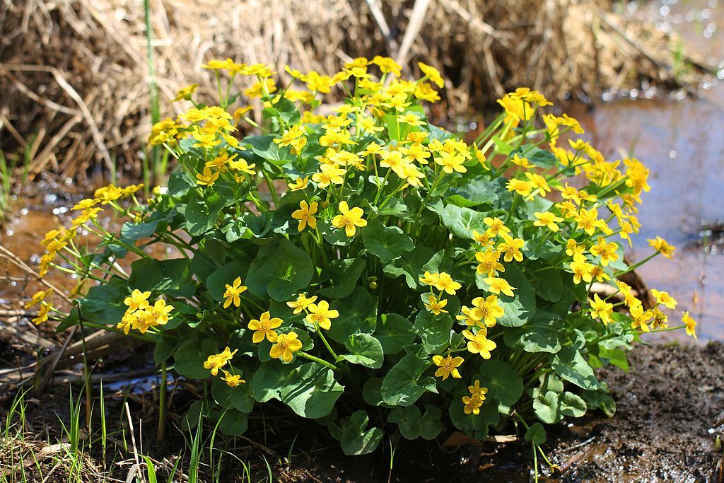 Marsh Marigold