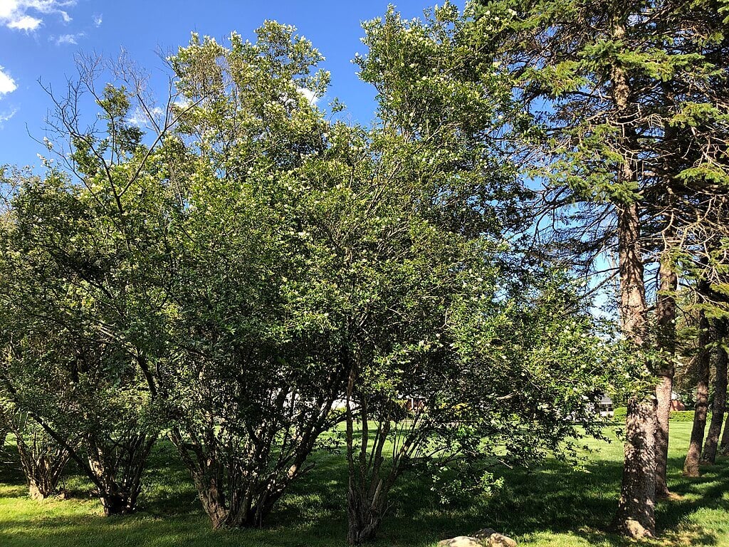 privets make good hedges