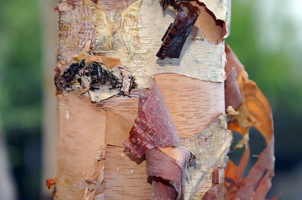River Birch Bark