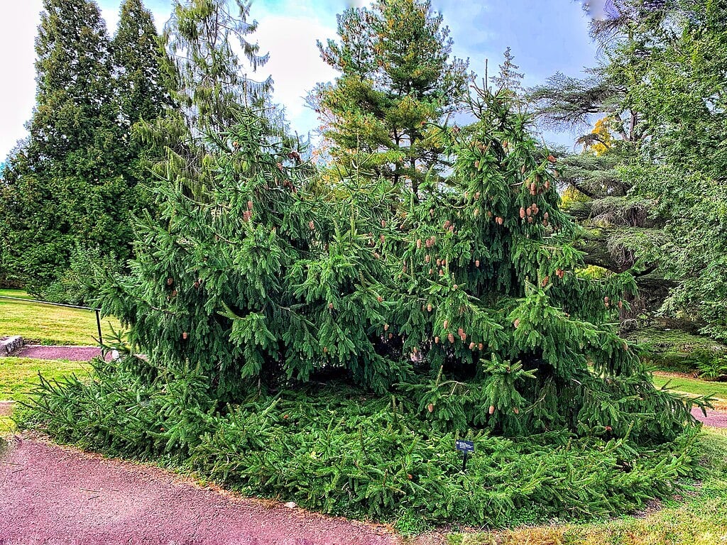 spruce trees for screening