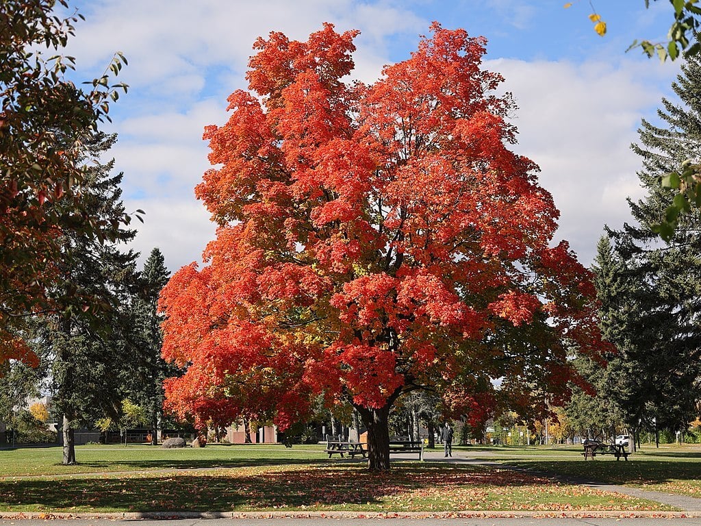 Sugar Maple