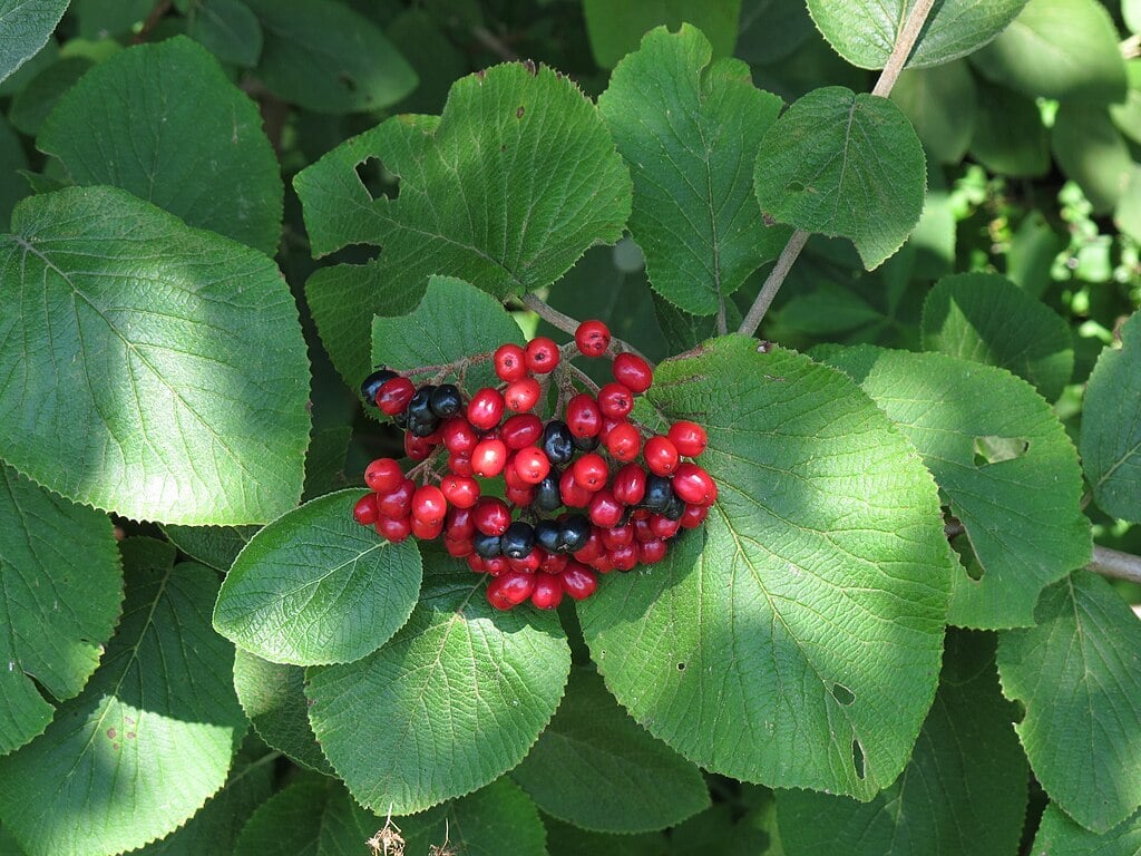 Viburnum Lantana