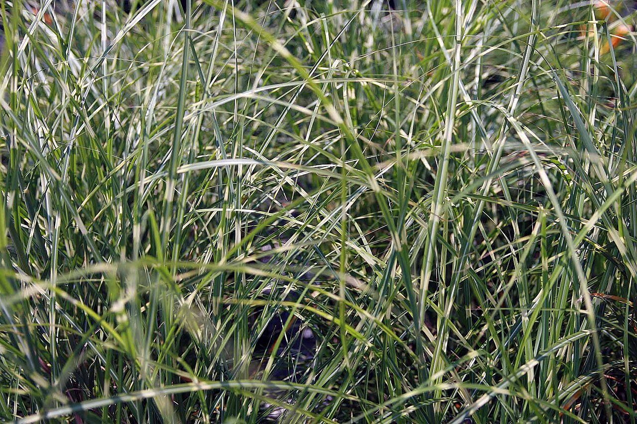 Zebra Grass