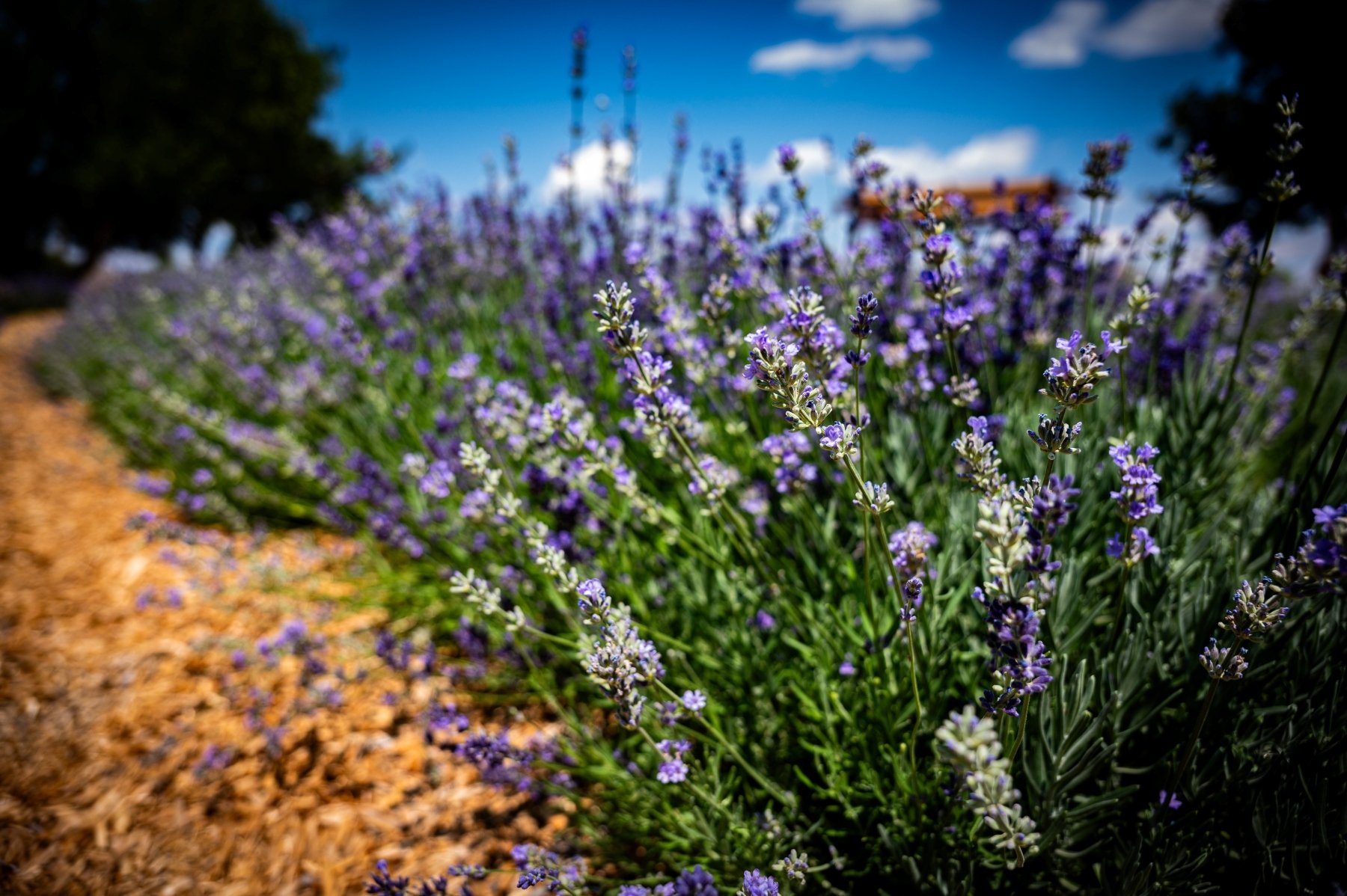 lavender plant with blooms