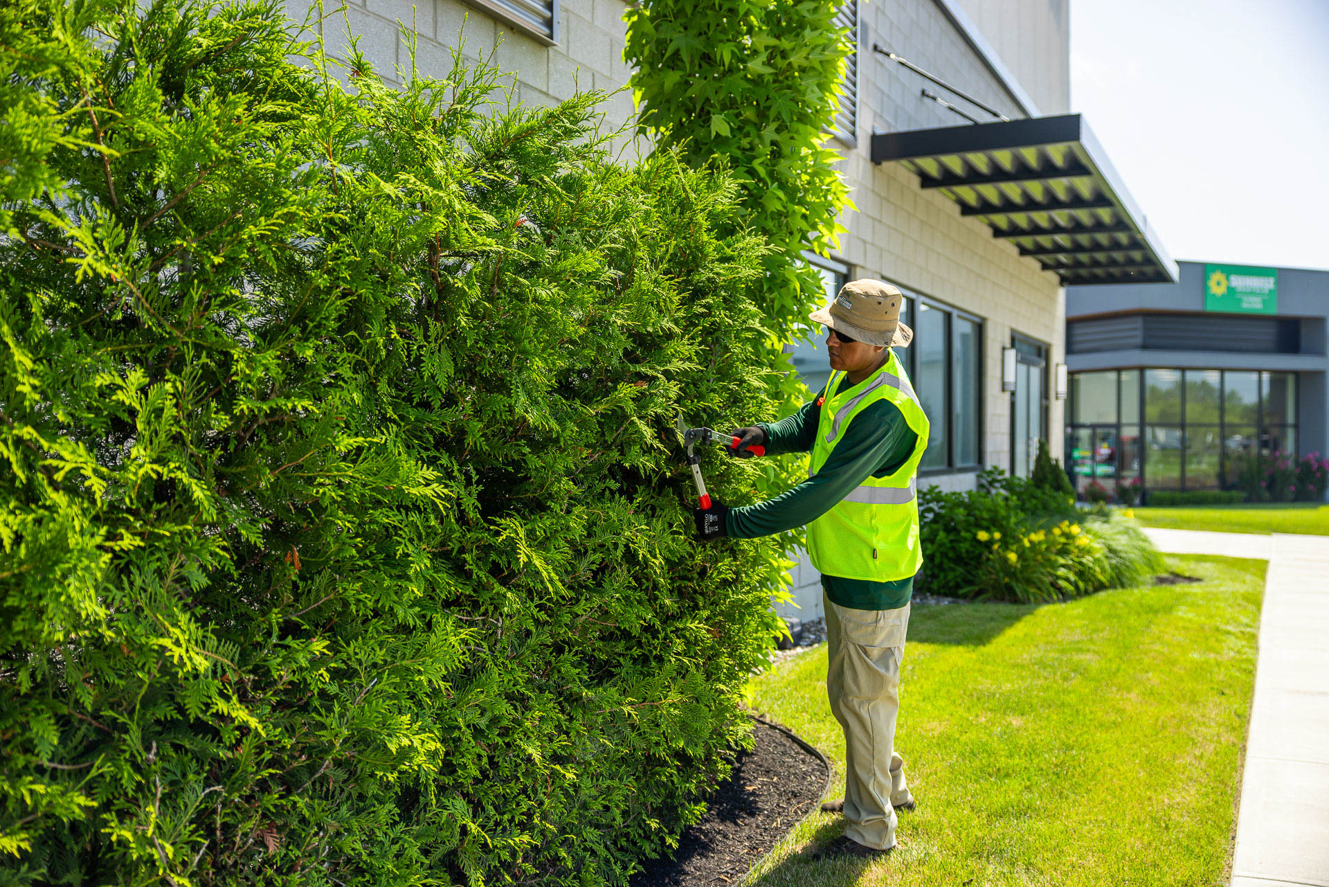 commercial crew hand pruning arborvitae hedge