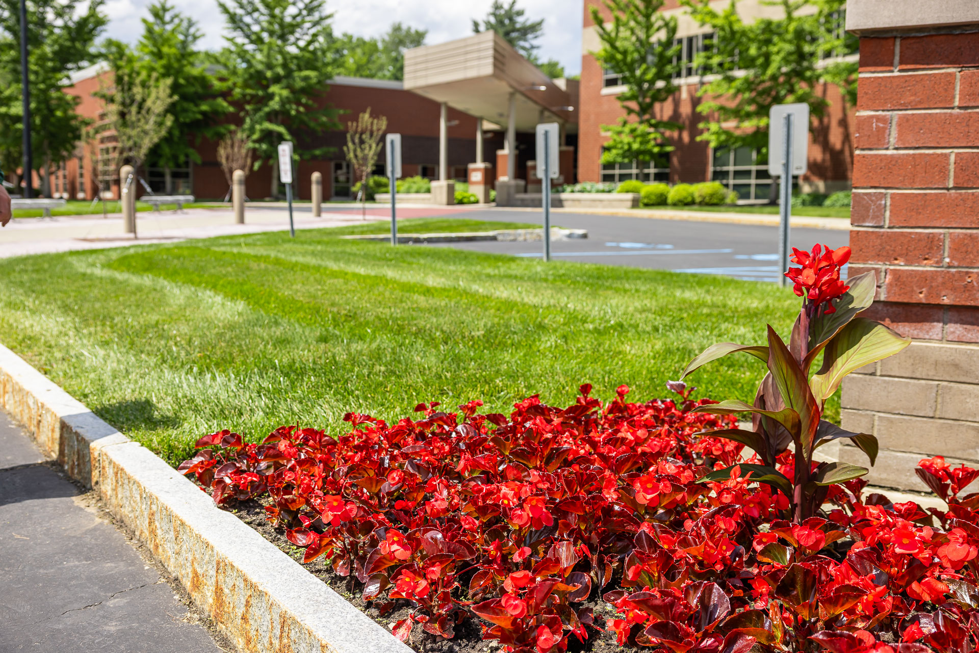 flower bed canna lily grass curb
